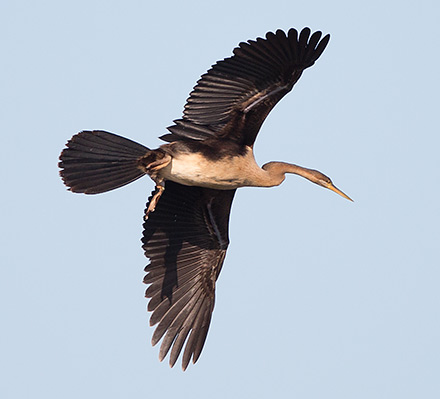African Darter in flight